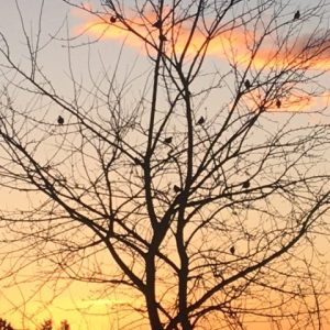 Coralie Elliot - Birds in a Tree at Sunset - Qu'Appelle Street
