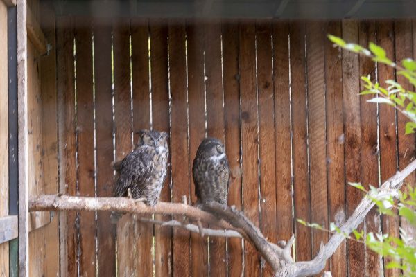 Pair of Great Horned Owls