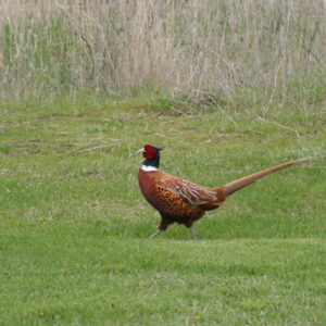 AlBarclay-Pheasant-