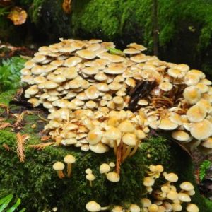 Houston-Loop-mushrooms-Copy-1-350x350