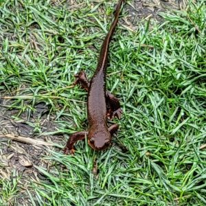 Houston-Loop-salamader-768x1024
