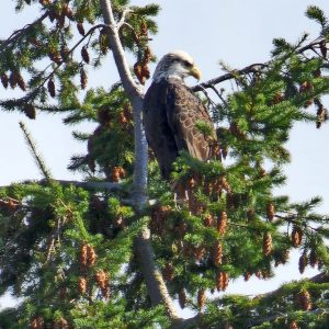 eagle-768x1024