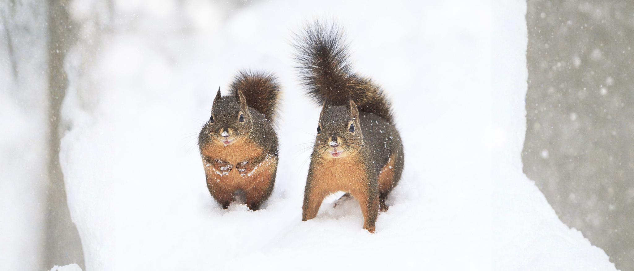 Two Squirrels
