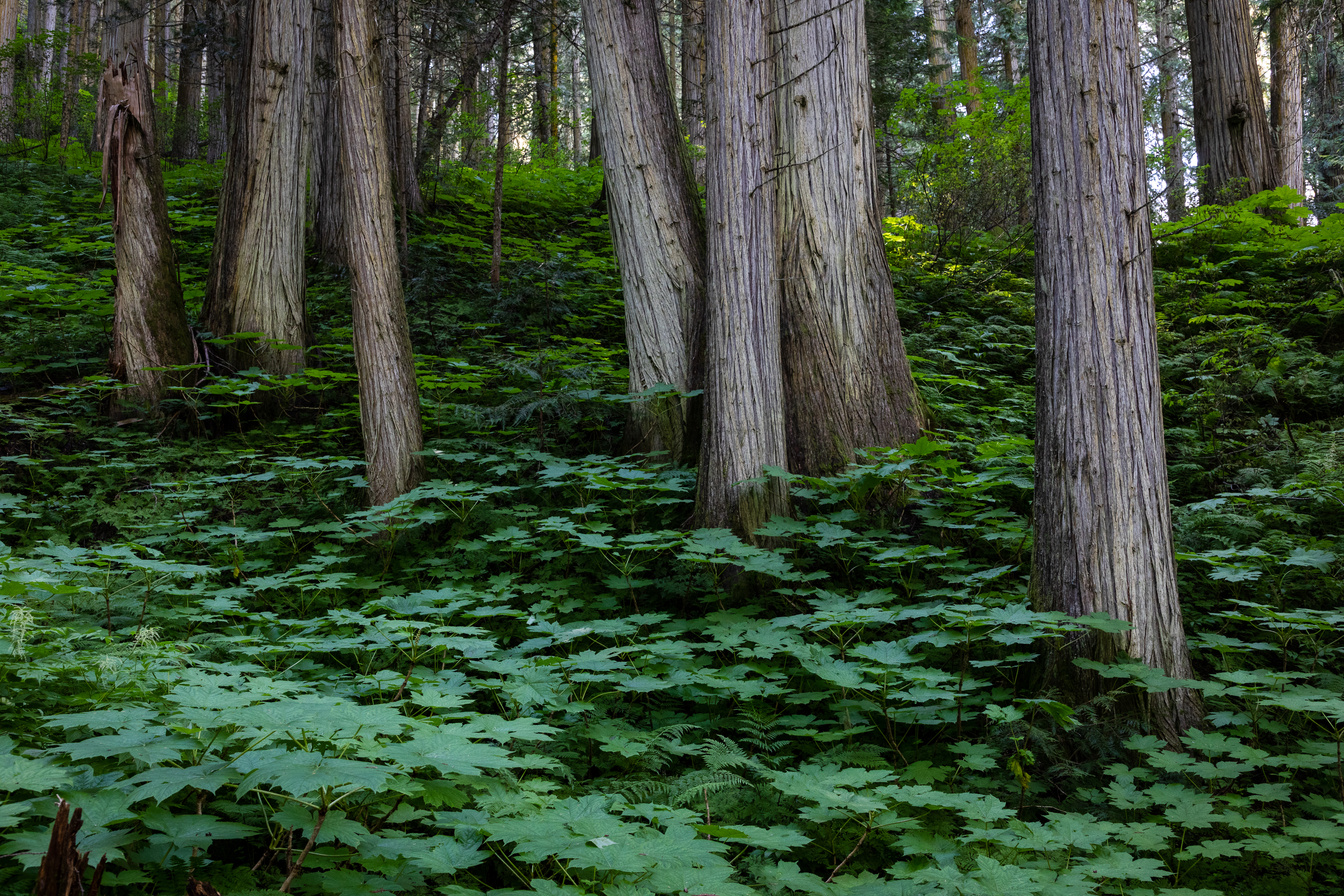 Ancient forest cedars