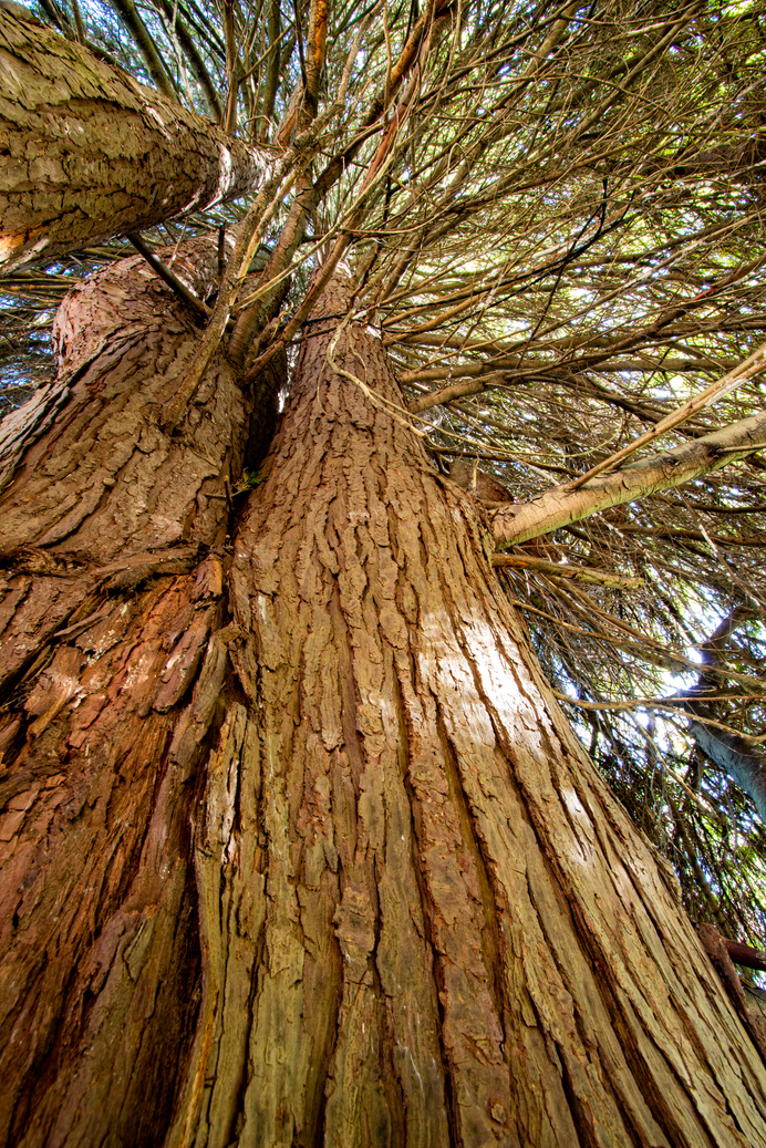 Western redcedar photographed by Ron Morley