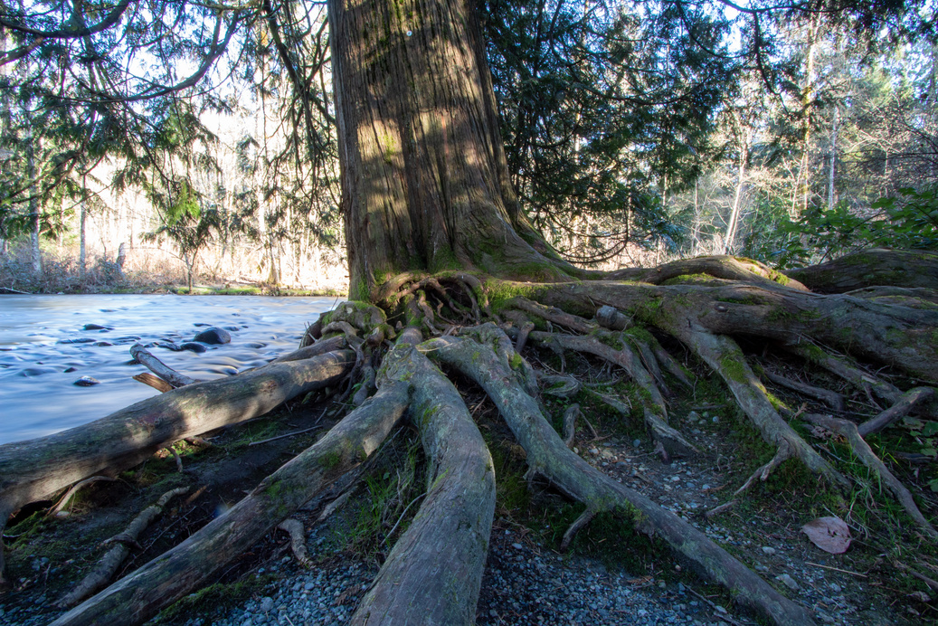 Cedar roots photographed by Ron Morley