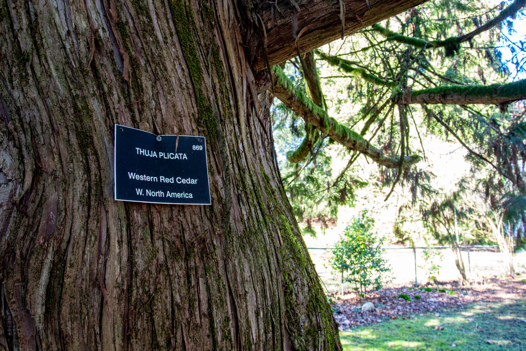 Western redcedar, British Columbia's official tree