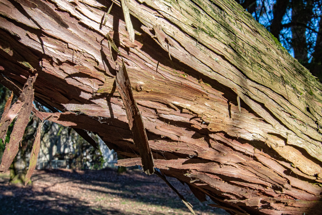 Western redcedar bark