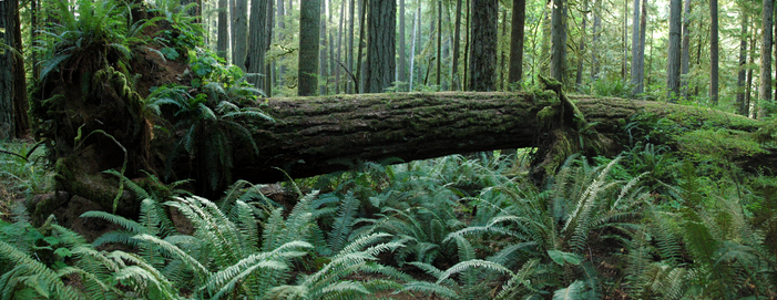 Cathedral Grove
