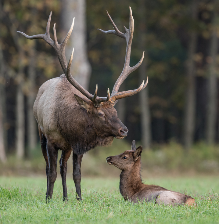 Bull elk with calf
