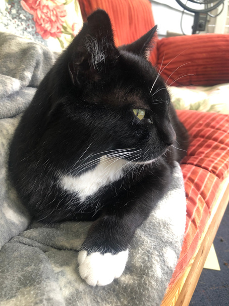 Tux the cat
