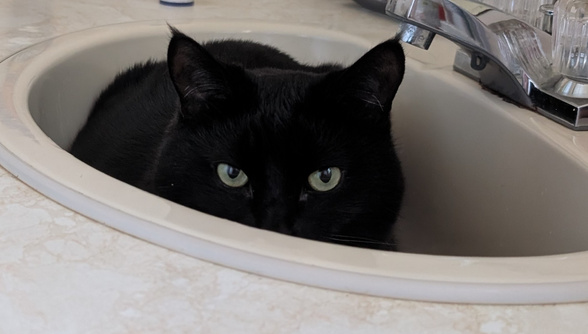 Stella watching from the bathroom sink