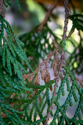 Western redcedar foliage