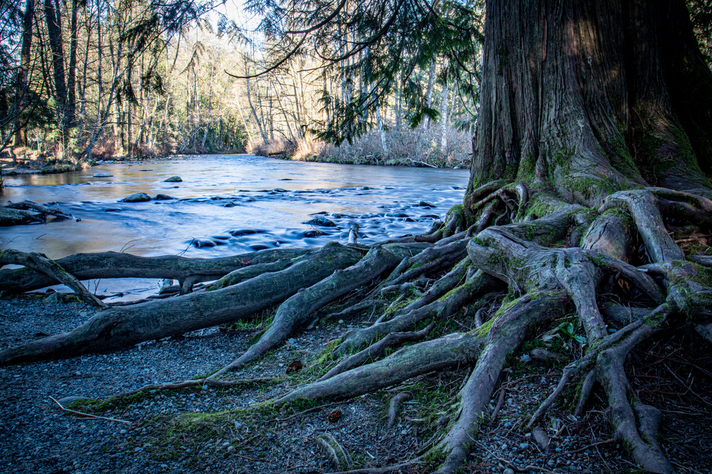 Tree roots beside flowing water