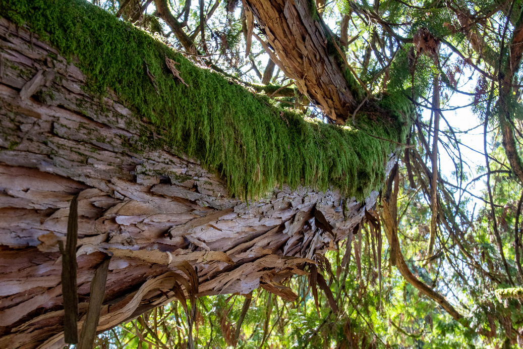 Western redcedar bark and branches